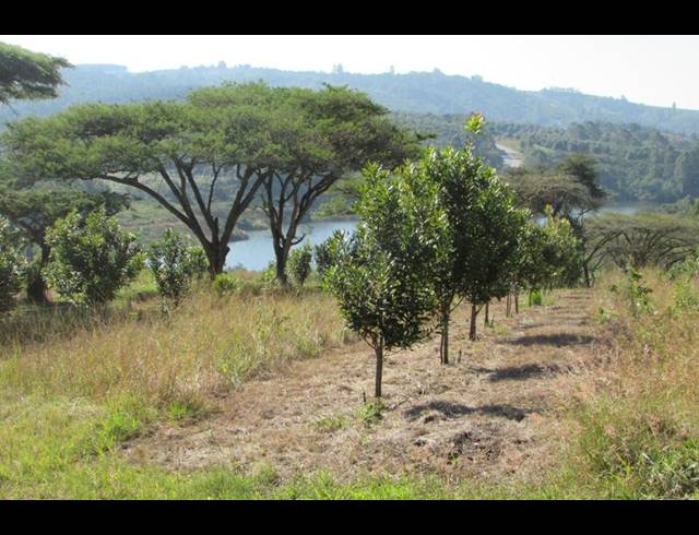 FARM FOR SALE IN WHITE RIVER RURAL